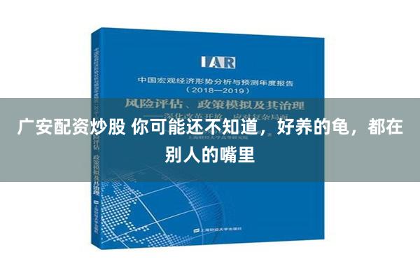 广安配资炒股 你可能还不知道，好养的龟，都在别人的嘴里